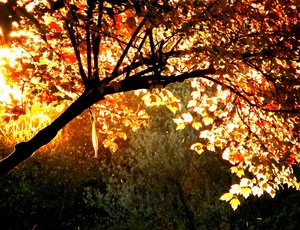 october_evening_sun_by_janexxx-d30n1cw